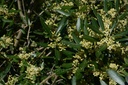 Olivier  - Olea europaea - Phytothérapie Demeter Bio - Phytotype