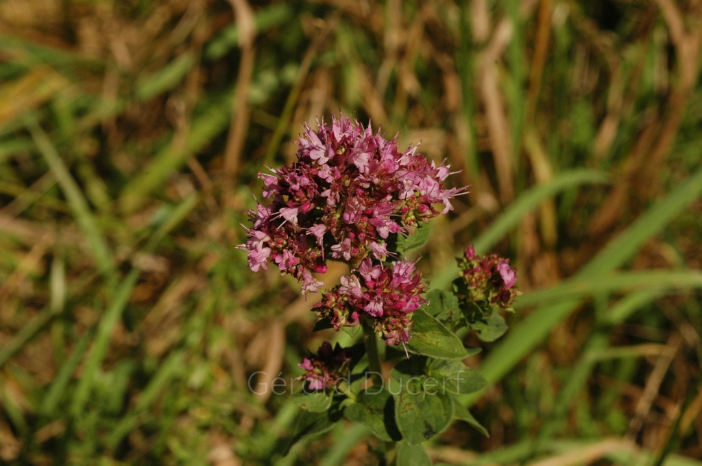 Origan  - Origanum vulgare - Phytothérapie Demeter Bio - Phytotype