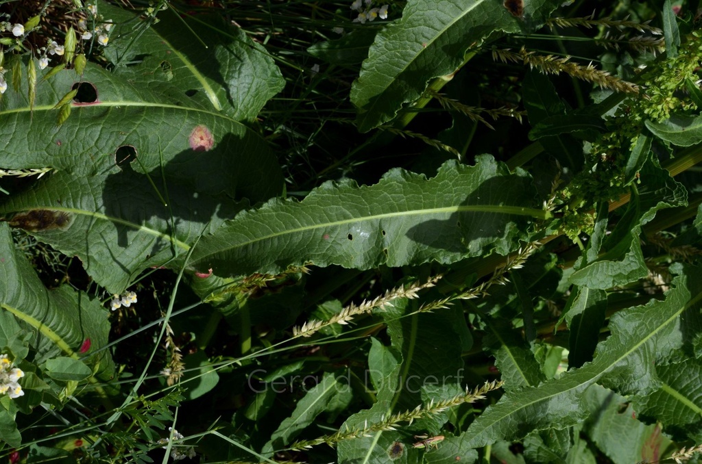 Oseille crépue - Rumex crispus - Phytothérapie Demeter Bio - Phytotype