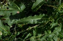 Oseille crépue - Rumex crispus - Phytothérapie Demeter Bio - Phytotype