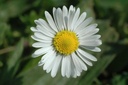 Pâquerette  - Bellis perennis - Phytothérapie Demeter Bio - Phytotype