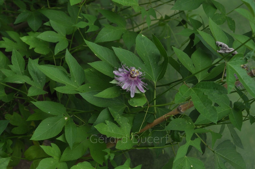 Passiflore  - Passiflora incarnata - Phytothérapie Demeter Bio - Phytotype