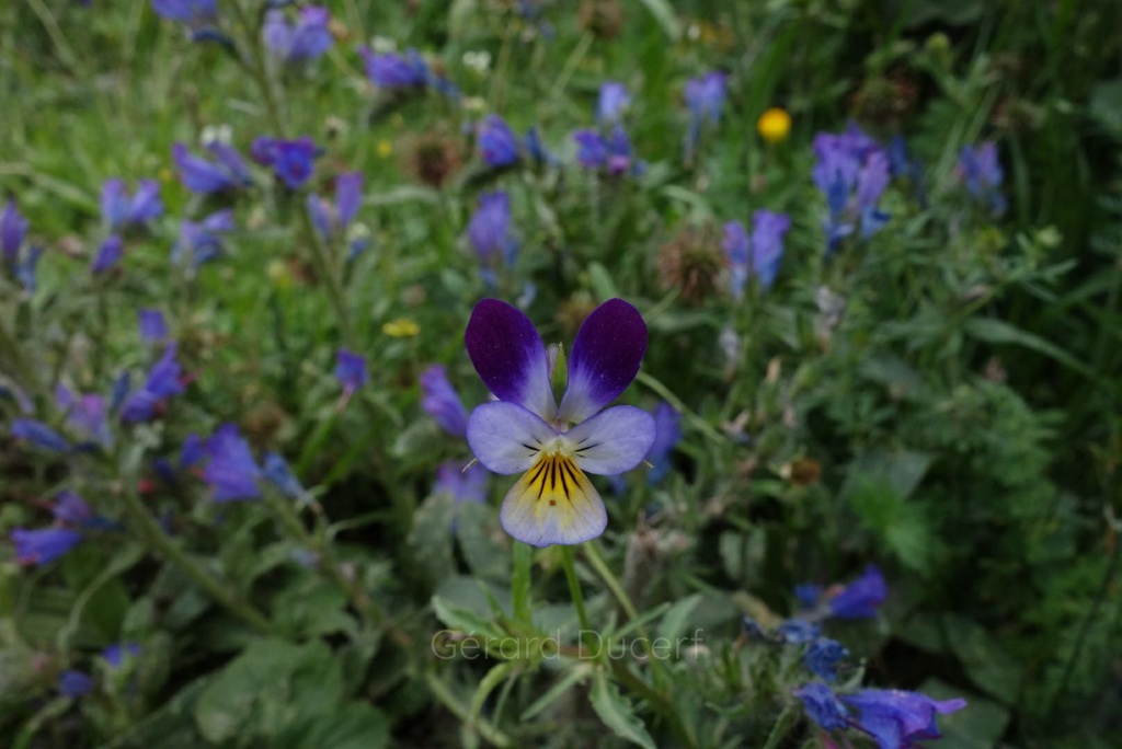 Pensée sauvage - Viola tricolor - Phytothérapie Demeter Bio - Phytotype