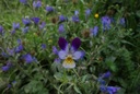 Pensée sauvage - Viola tricolor - Phytothérapie Demeter Bio - Phytotype