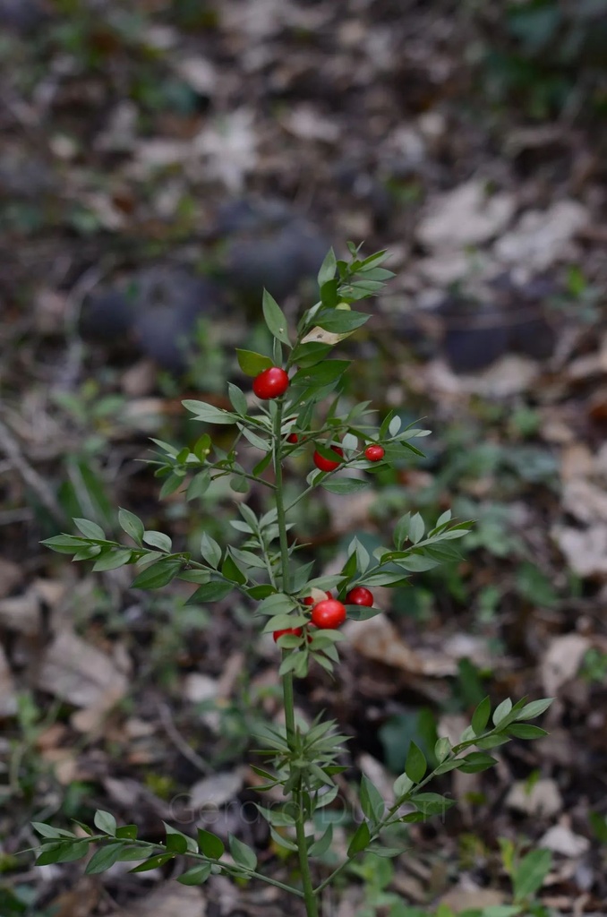 Petit-houx - Ruscus aculeatus - Phytothérapie Demeter Bio - Phytotype