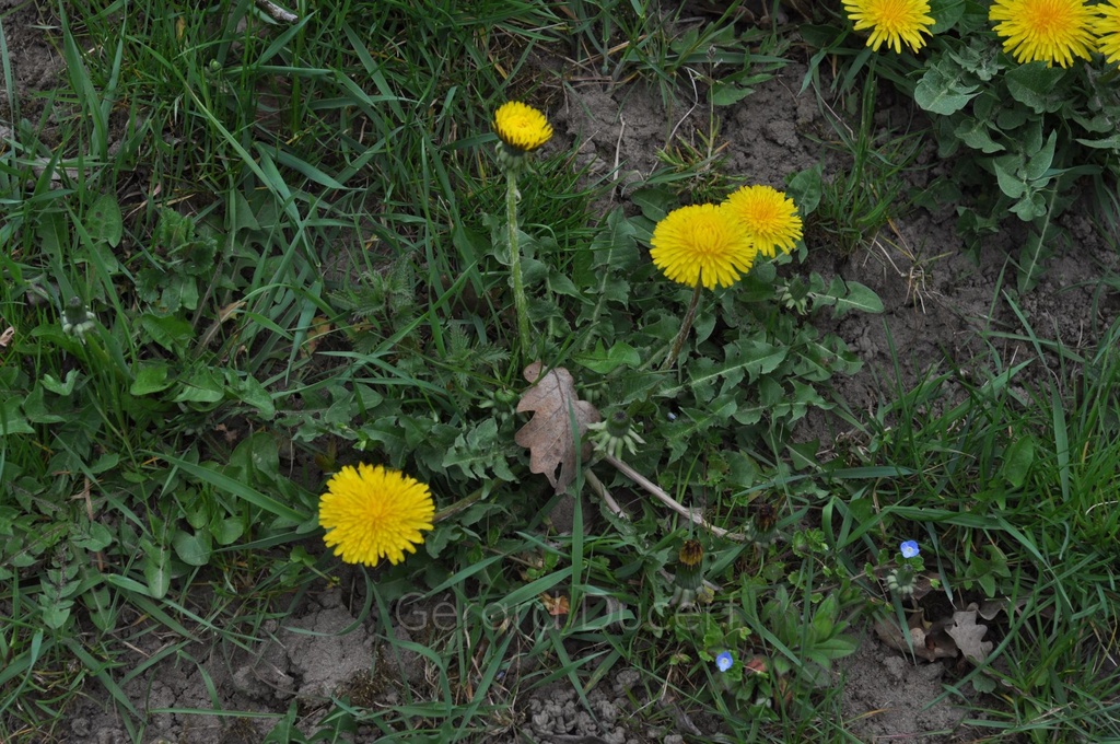 Pissenlit  - Taraxacum officinale - Phytothérapie Demeter Bio - Phytotype