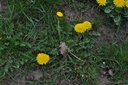 Pissenlit  - Taraxacum officinale - Phytothérapie Demeter Bio - Phytotype
