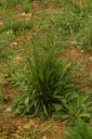 Plantain lanceolé - Plantago lanceolata - Phytothérapie Demeter Bio - Phytotype