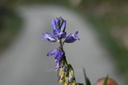 Polygala  - Polygala vulgaris - Phytothérapie Demeter Bio - Phytotype