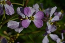 Radis noir - Raphanus sativus niger - Phytothérapie Demeter Bio - Phytotype