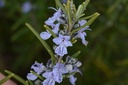 Romarin  - Rosmarinus officinalis - Phytothérapie Demeter Bio - Phytotype