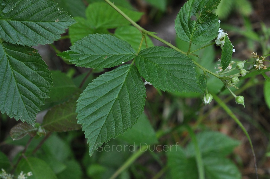 [T07RONC01] Ronce  - Rubus fruticosus - Phytothérapie Demeter Bio - Phytotype