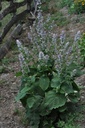 Sauge sclarée - Salvia sclarea - Phytothérapie Demeter Bio - Phytotype
