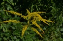 Solidage verge d’or - Solidago virgaurea - Phytothérapie Demeter Bio - Phytotype