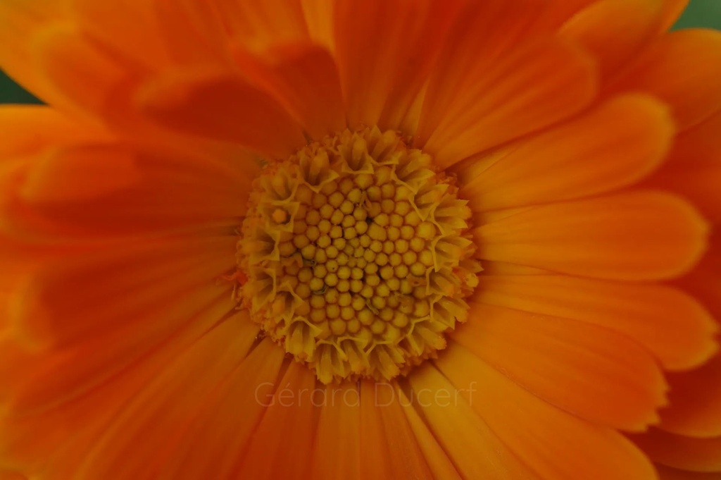 Souci  - Calendula officinalis - Phytothérapie Demeter Bio - Phytotype