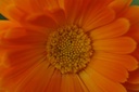 Souci  - Calendula officinalis - Phytothérapie Demeter Bio - Phytotype