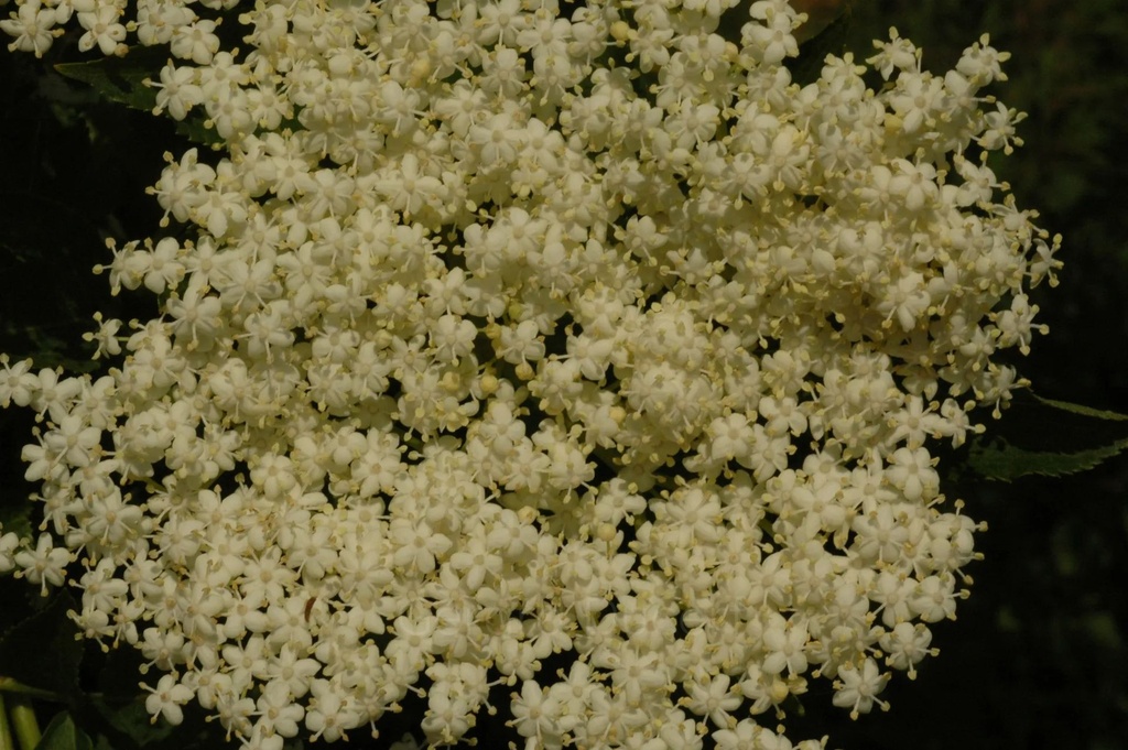 [T08SURN01] Sureau noir - Sambucus nigra - Phytothérapie Demeter Bio - Phytotype