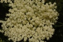 Sureau noir - Sambucus nigra - Phytothérapie Demeter Bio - Phytotype