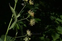 Tilleul fleur - Tilia platyphyllos - Phytothérapie Demeter Bio - Phytotype