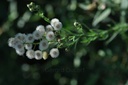 Vergerette du Canada - Erigeron canadensis - Phytothérapie Demeter Bio - Phytotype