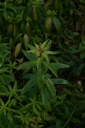 Verveine odorante - Aloysia citriodora - Phytothérapie Demeter Bio - Phytotype
