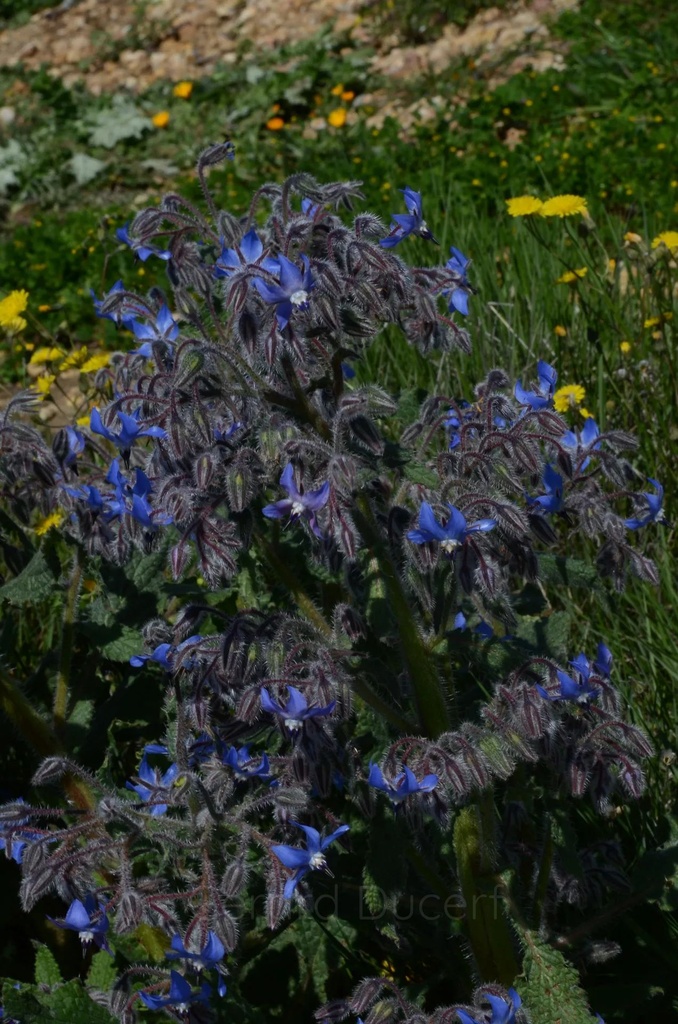Bourrache - Borago officinalis - Phytothérapie sans alcool Demeter Bio - Phytotype sans alcool