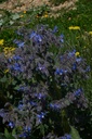 Bourrache - Borago officinalis - Phytothérapie sans alcool Demeter Bio - Phytotype sans alcool
