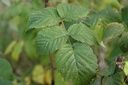 Framboisier - Rubus idaeus - Phytothérapie sans alcool Demeter Bio - Phytotype sans alcool