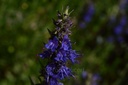 Hysope - Hyssopus officinalis - Phytothérapie sans alcool Demeter Bio - Phytotype sans alcool