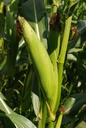 Maïs - Zea mays - Phytothérapie sans alcool Demeter Bio - Phytotype sans alcool