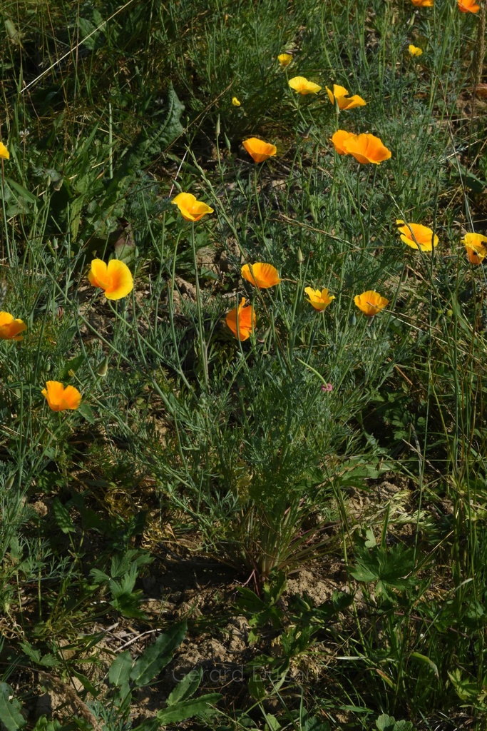Pavot de Californie - Eschscholtzia californica - Phytothérapie sans alcool Demeter Bio - Phytotype sans alcool