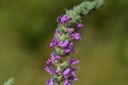Salicaire - Lythrum salicaria - Phytothérapie sans alcool Demeter Bio - Phytotype sans alcool