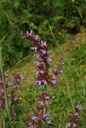 Sauge officinale - Salvia officinalis - Phytothérapie sans alcool Demeter Bio - Phytotype sans alcool