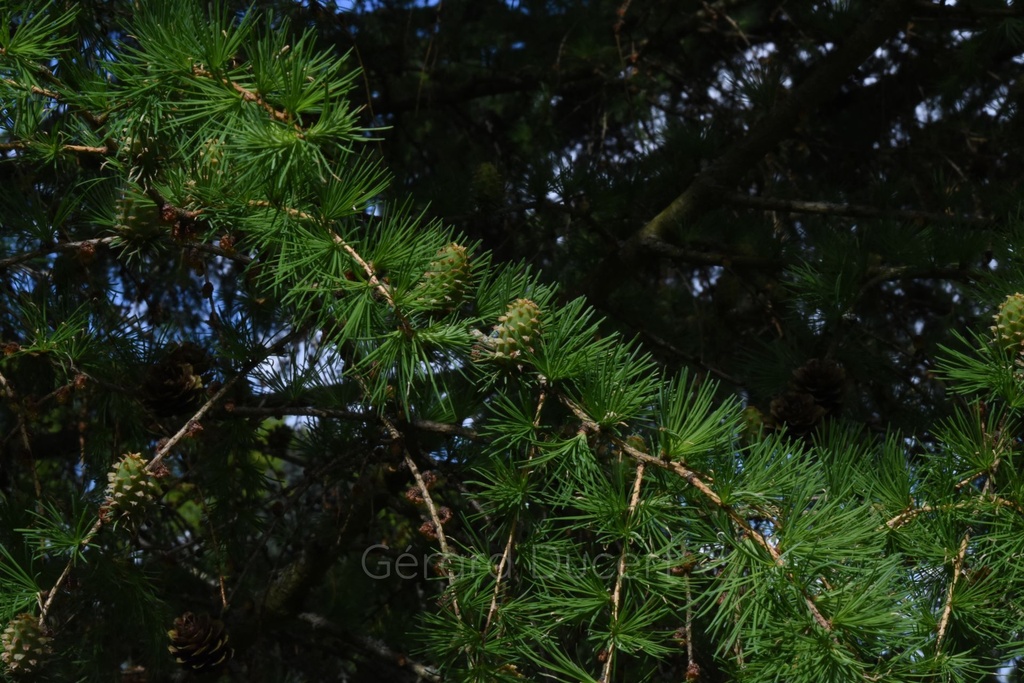Mélèze - Larix decidua - Gemmothérapie Demeter Bio - Gemmotype (bourgeon)