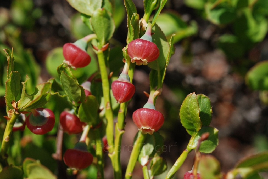 Myrtillier - vaccinium myrtillus - Gemmothérapie Demeter Bio - Gemmotype (bourgeon)