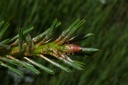 Pin sylvestre - Pinus sylvestris - Gemmothérapie Demeter Bio - Gemmotype (bourgeon)