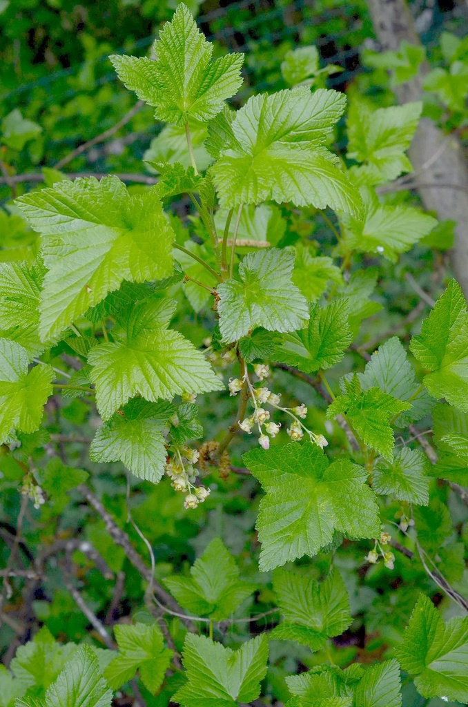 Cassissier feuille - Ribes nigrum - Phytothérapie Demeter Bio - Phytotype