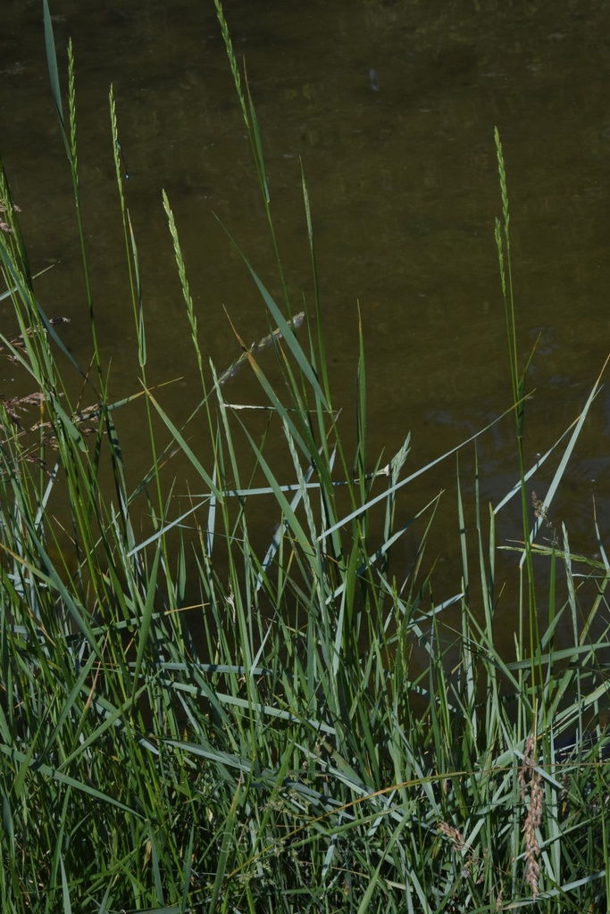 Chiendent - Elymus repens  - Phytothérapie Demeter Bio - Phytotype