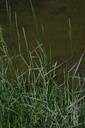 Chiendent - Elymus repens  - Phytothérapie Demeter Bio - Phytotype
