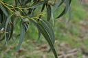 Eucalyptus globuleux - Eucalyptus globulus - Phytothérapie Demeter Bio - Phytotype