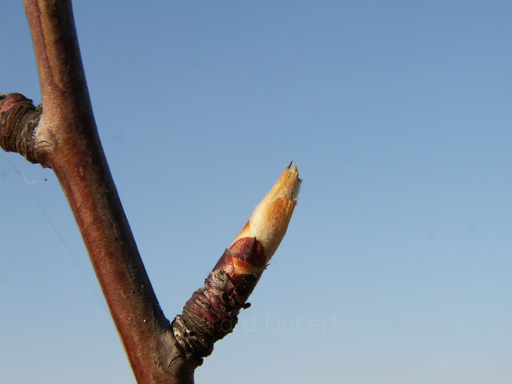 [G26AMAN01] Amandier - Prunus dulcis - Gemmothérapie Demeter Bio - Gemmotype (bourgeon)