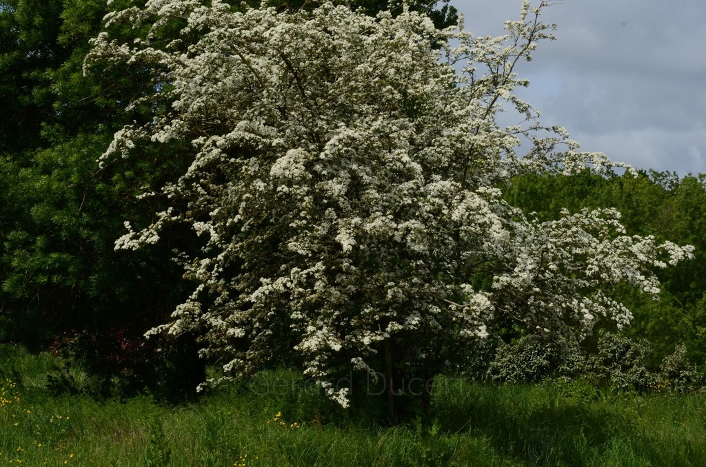 Aubépine - Crataegus monogyna  - Gemmothérapie Demeter Bio - Gemmotype (bourgeon)
