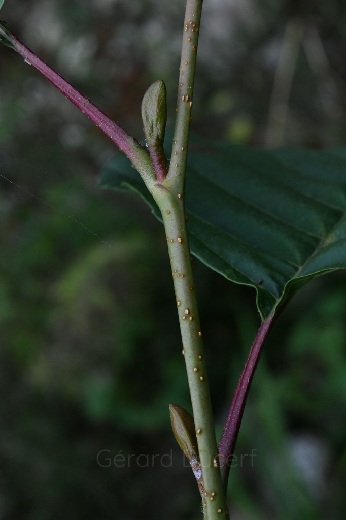 [G26AULG01] Aulne glutineux - Alnus glutinosa - Gemmothérapie Demeter Bio - Gemmotype (bourgeon)