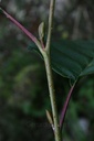 Aulne glutineux - Alnus glutinosa - Gemmothérapie Demeter Bio - Gemmotype (bourgeon)
