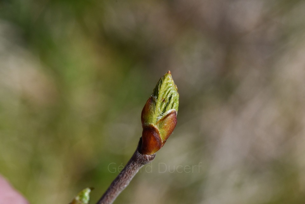 [G26BOULP01] Bouleau pubescent - Betula pubescens - Gemmothérapie Demeter Bio - Gemmotype (bourgeon)