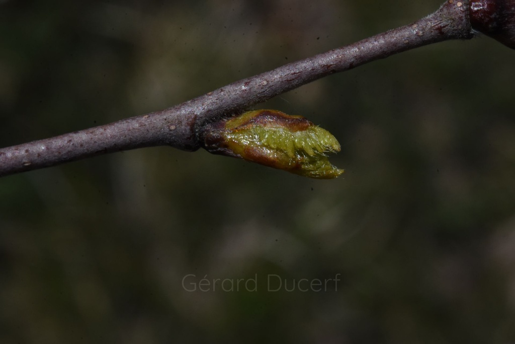 Bouleau verruqueux - Betula pendula Roth - Gemmothérapie Demeter Bio - Gemmotype (bourgeon)