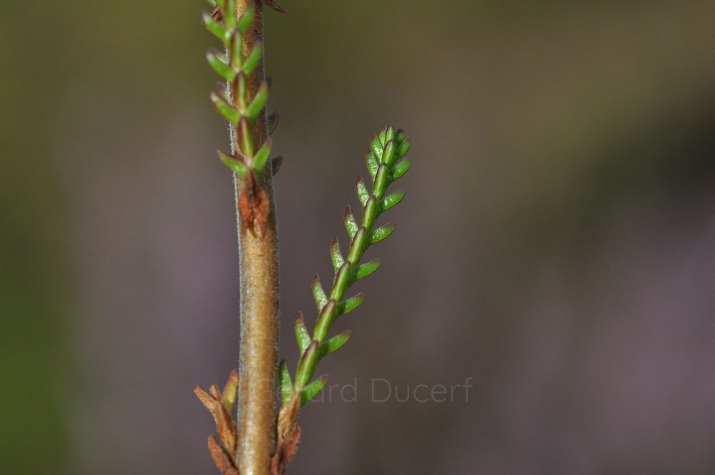 Bruyère  - Calluna vulgaris  - Gemmothérapie Demeter Bio - Gemmotype (bourgeon)