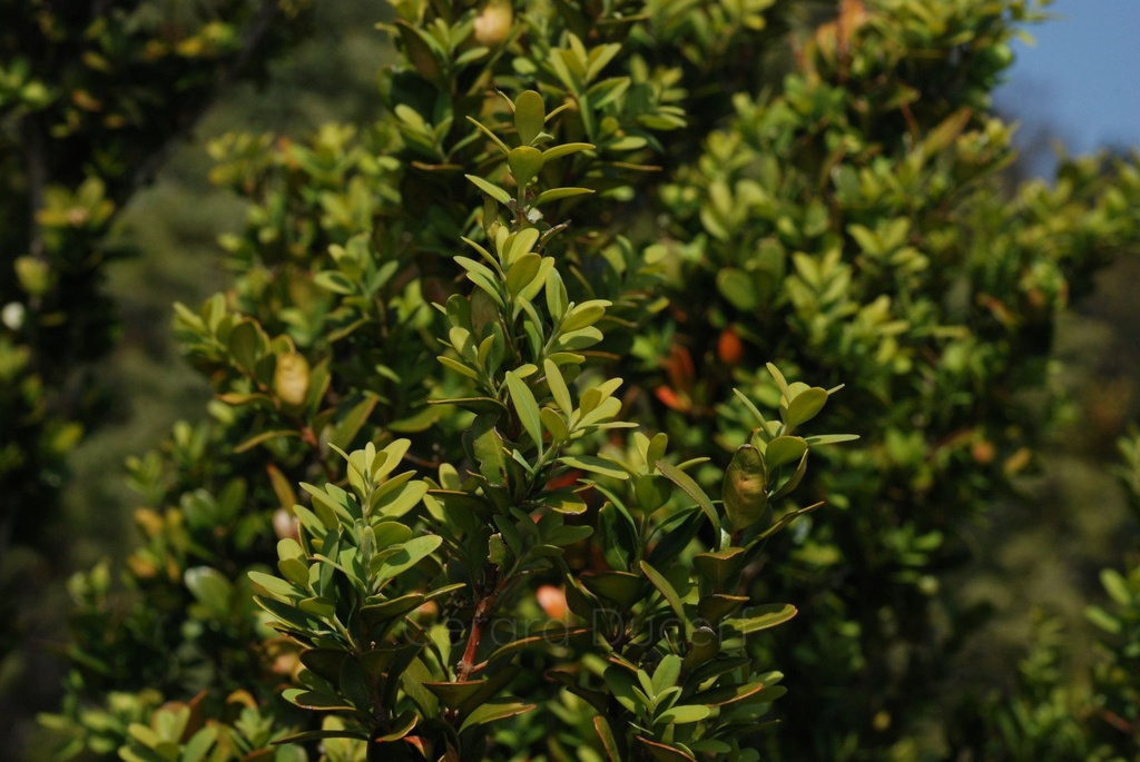 Buis - Buxus sempervirens  - Gemmothérapie Demeter Bio - Gemmotype (bourgeon)