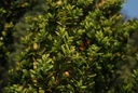 Buis - Buxus sempervirens  - Gemmothérapie Demeter Bio - Gemmotype (bourgeon)