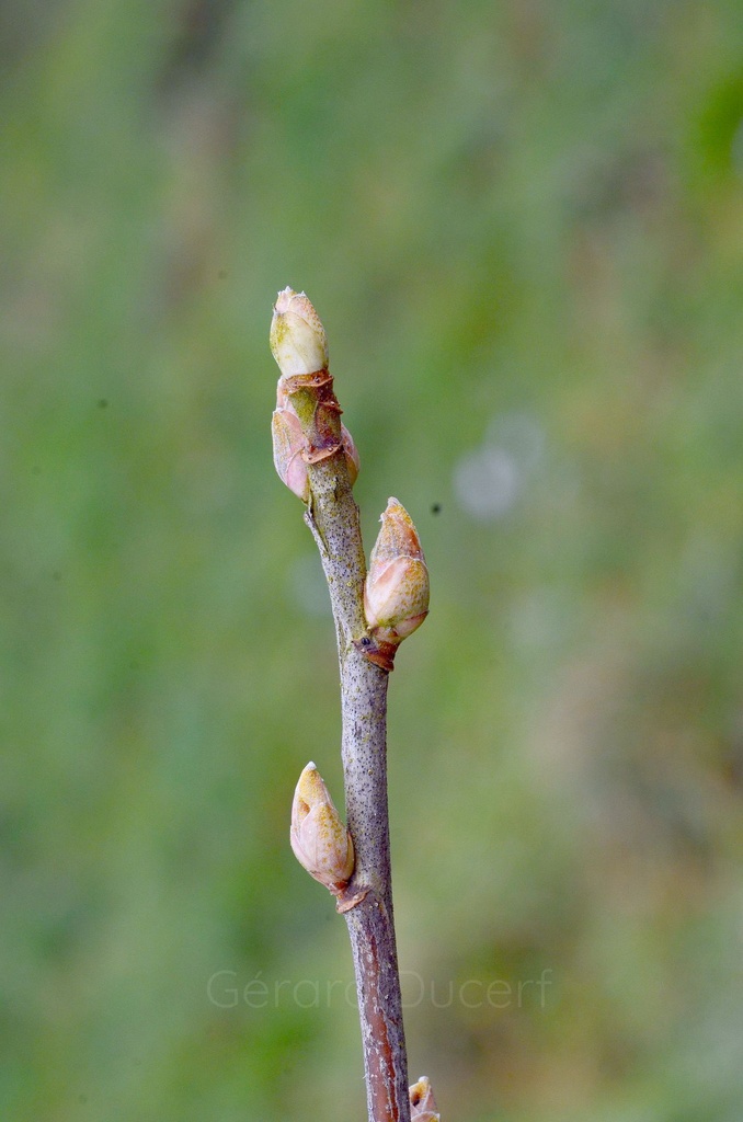 [G26CASS01] Cassissier - Ribes nigrum - Gemmothérapie Demeter Bio - Gemmotype (bourgeon)